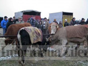 Zeci de fermieri au scos animale de vanzare la targul din  Valea Vinului