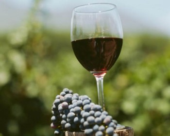 Productia de vinuri va fi mai mare anul acesta