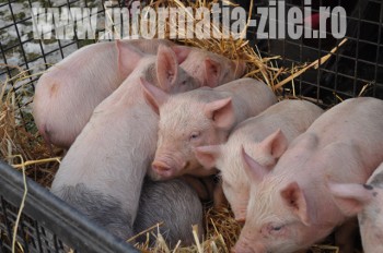 Veterinarii au confiscat şi incinerat 50 de porci depistaţi în trafic