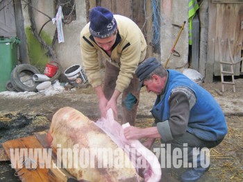 Despicarea porcului in componentele anatomice