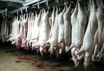 S-a verificat unitatea și s-a descoperit că în anul 2014 au existat doar trei cazuri de porci morți. 