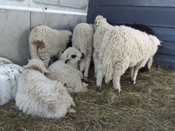 Închisoare pentru crescătorii de oi și capre care nu  anunţă veterinarul că au animale suspecte de scrapie