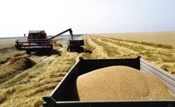 Producţie bună de grâu