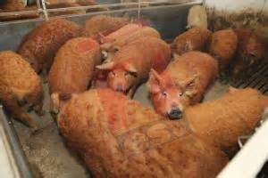 Porci din rasa Mangalita