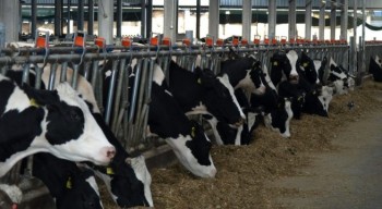 In Romania, consumul de lapte este de patru ori mai mic fata de Europa de Vest