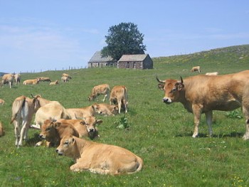 Vacă şi tineret din rasa de carne Aubrac