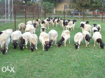 Crescatorii de oi sunt invitati la dialog in Camera Deputatrilor