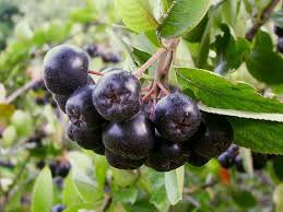 Fructe de Aronia