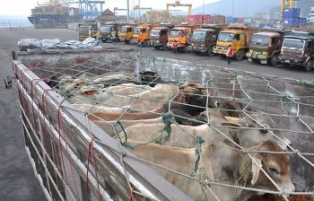 Romania are posibilitatea de a exporta bovine vii in Turcia