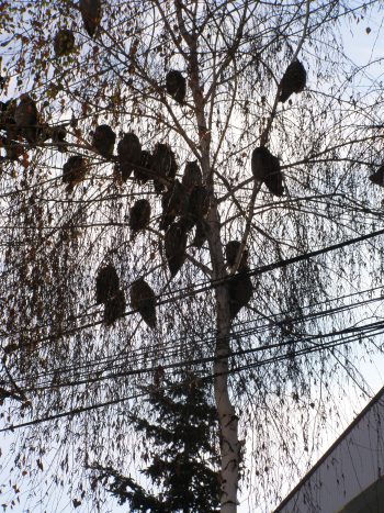 Până în luna februarie, ornitologii sătmăreni se ocupă de monitorizarea coloniilor de bufniţe (ciuful de pădure). 