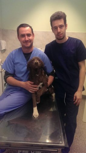 A fost preluat de Asociaţia Free Life şi dus la medicii veterinari Balazs Gyorgy şi Sălăjan Vivian care l-au tratat luni la rând. 