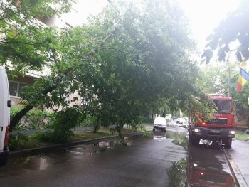 Copac inclinat pe strada Iasomiei din Satu Mare
